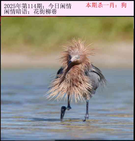 六合彩114期今日闲情