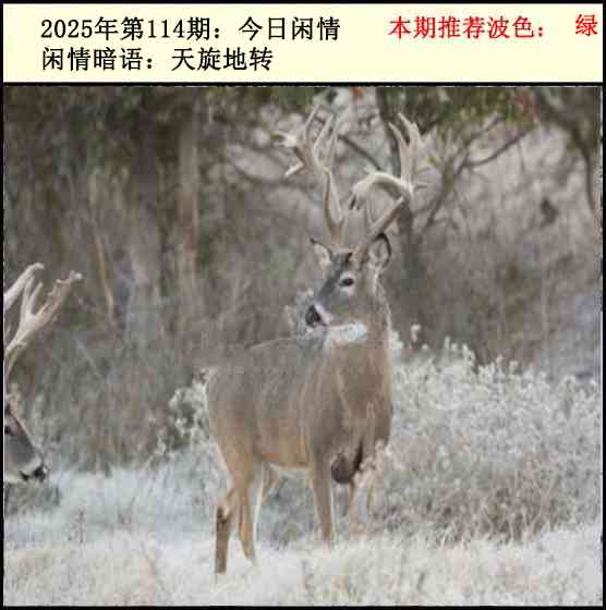 六合彩114期今日闲情2