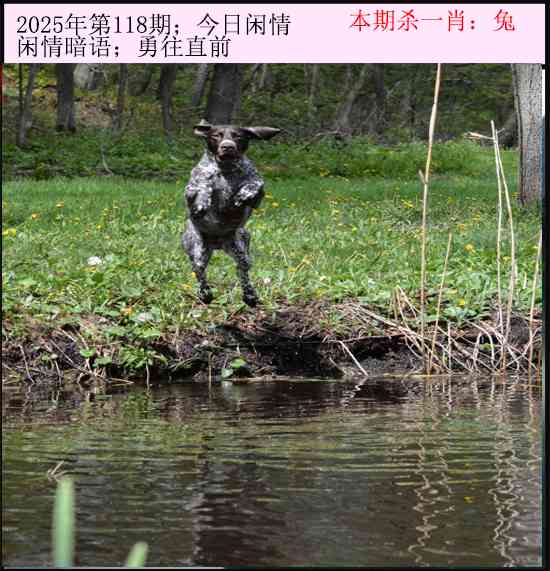 六合彩118期今日闲情