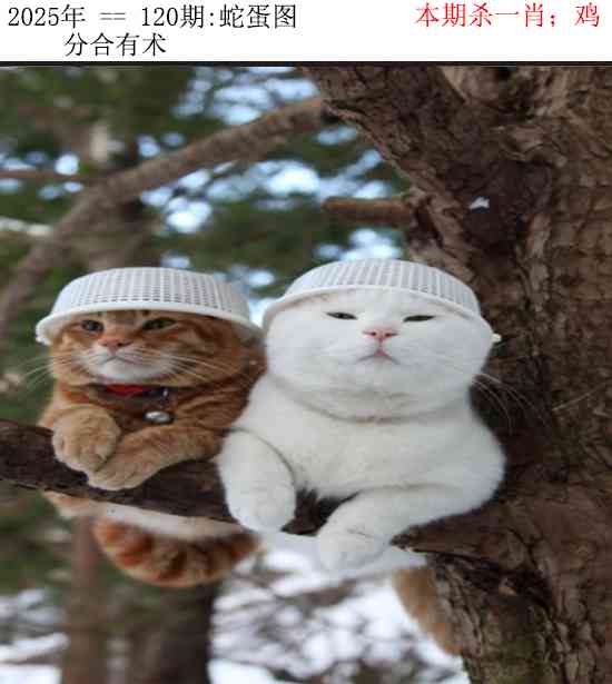 六合彩120期正版蛇蛋图