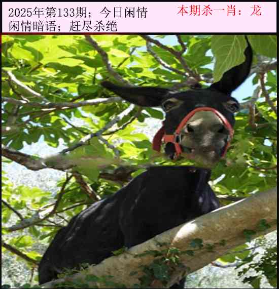 六合彩133期今日闲情