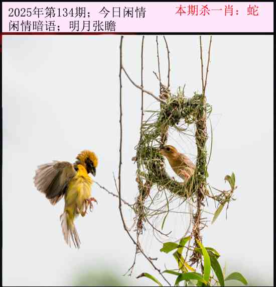 六合彩134期今日闲情